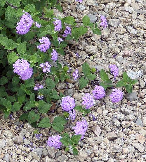 Lantana montevidensis: Trailing Lantana - purple flowers