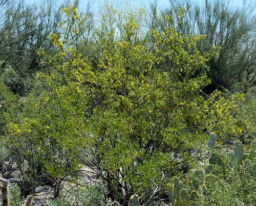 Larrea tridentata: Creosote Bush