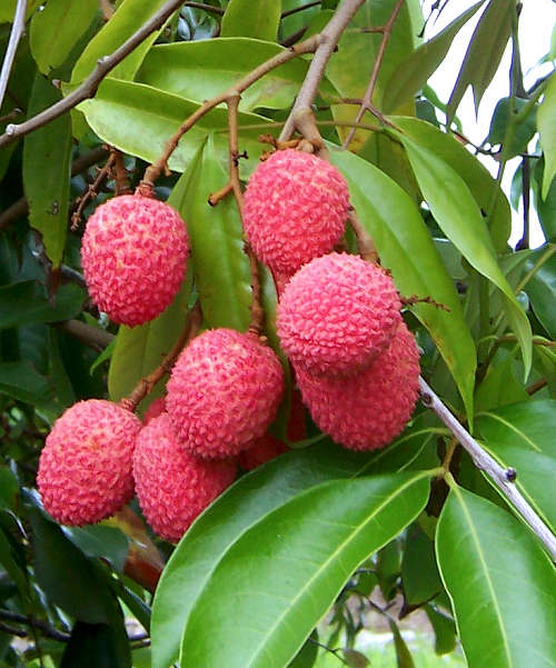 By B.navez - Self-photographed, CC BY-SA 3.0, httpscommons.wikimedia.orgwindex.phpcurid-1463941