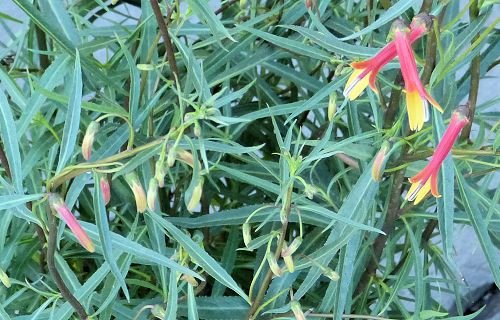 Lobelia laxiflora: Red Mexican Lobelia