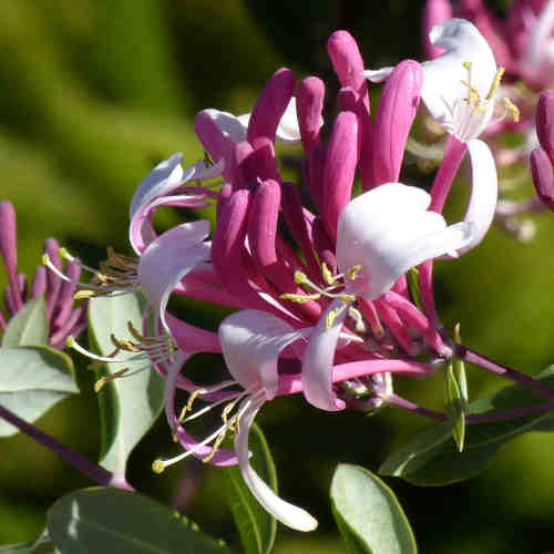 Lonicera americana: American Woodbine