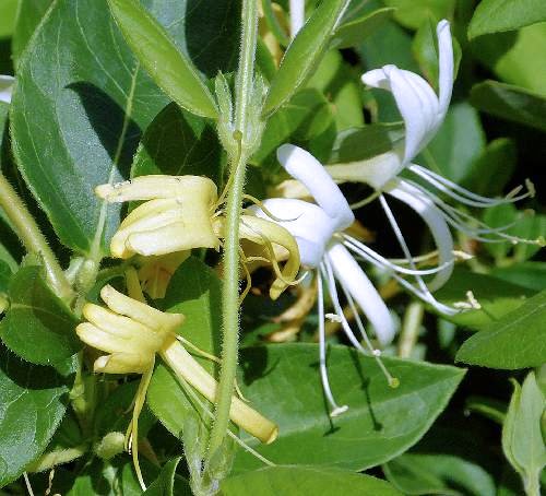 Lonicera japonica: Japanese Honeysuckle - flowers
