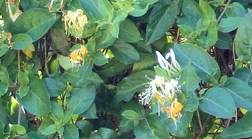 Lonicera japonica: Japanese Honeysuckle