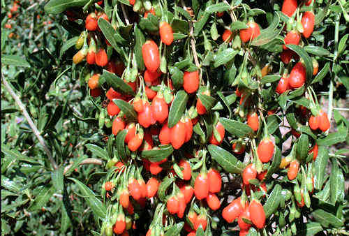 Goji Berry: Lycium barbarum - fruit