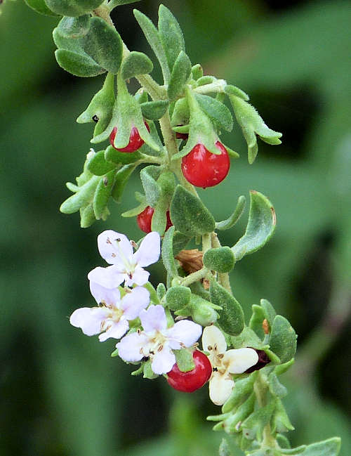 Lycium brevipes: Baja Desert-thorn
