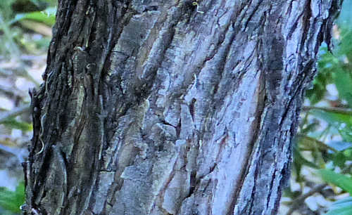 Lysiloma watsonii: Feather Bush - bark
