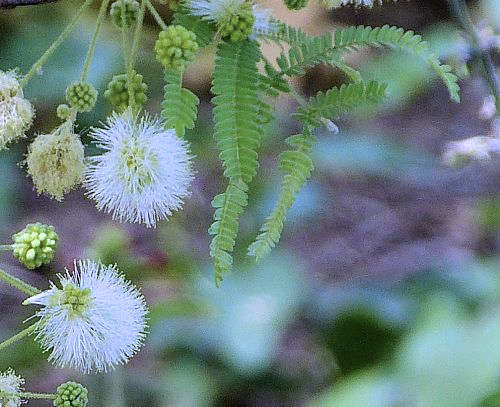 Lysiloma watsonii: Feather Bush - flowers