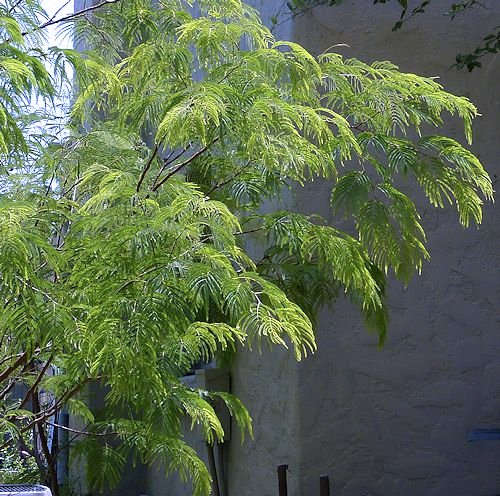 Lysiloma watsonii: Feather Bush