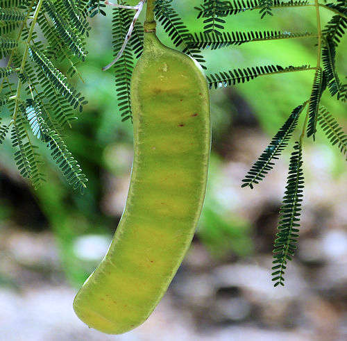 Lysiloma watsonii: Feather Bush - seed pod