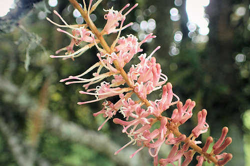 By Krzysztof Ziarnek, Kenraiz - Own work, CC BY-SA 4.0, httpscommons.wikimedia.orgwindex.phpcurid-66459779