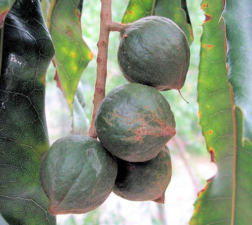 By Melburnian - Self-photographed, CC BY 3.0, httpscommons.wikimedia.orgwindex.phpcurid-3455352