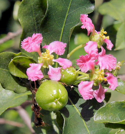 By Eric Gaba (Sting - frSting) - Own work, CC BY-SA 3.0, httpscommons.wikimedia.orgwindex.phpcurid-8054092.jpg