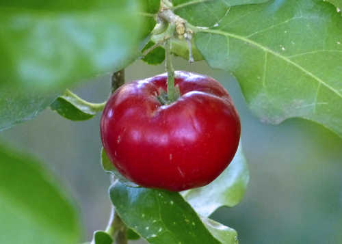 Barbados Cherry / Acerola: Malpighia - fruit