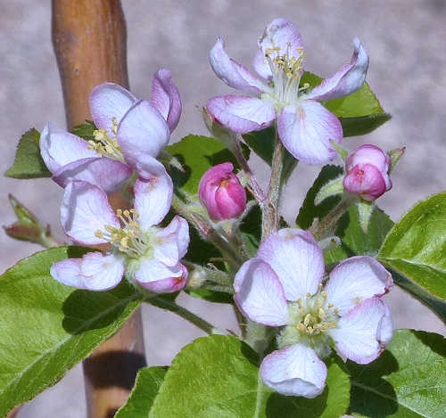 Apple: Malus domestica - flowers