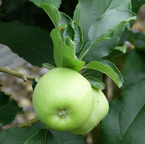 Apple: Malus domestica - fruit