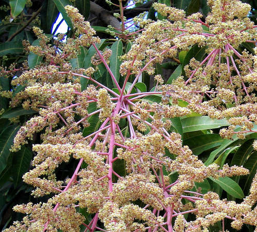 By Forest & Kim Starr, CC BY 3.0, httpscommons.wikimedia.orgwindex.phpcurid-6142087