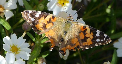 Melampodium leucanthum: Black Foot Daisy - with butterfly