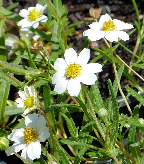 Melampodium leucanthum: Black Foot Daisy