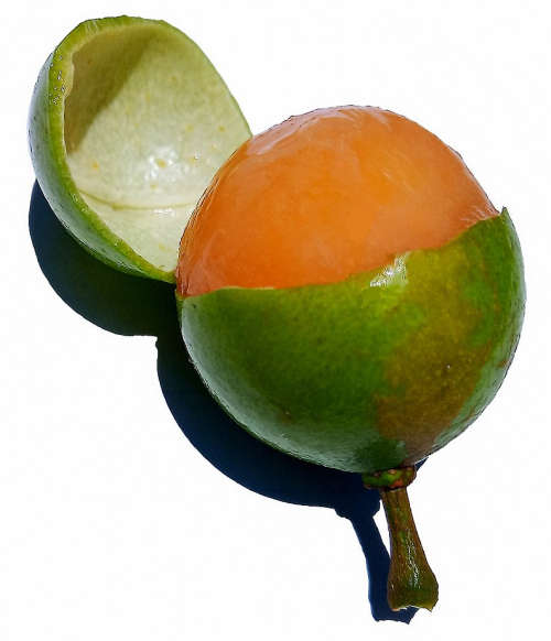 Filogen, CC BY-SA 4.0 httpscreativecommons.org,licensesby-sa4.0, via Wikimedia Commons