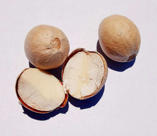 Filogen, CC BY-SA 4.0 httpscreativecommons.org,licensesby-sa4.0, via Wikimedia Commons