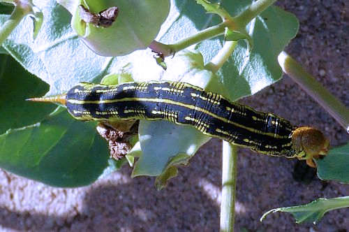 White-Lined Sphinx Moth caterpillar