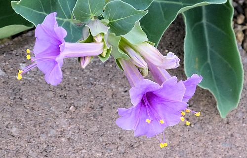Mirabilis multiflora: Desert Four O'clock - flowers