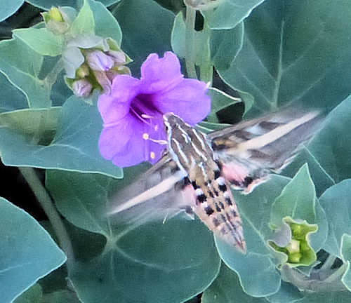 White-Lined Sphinx Moth