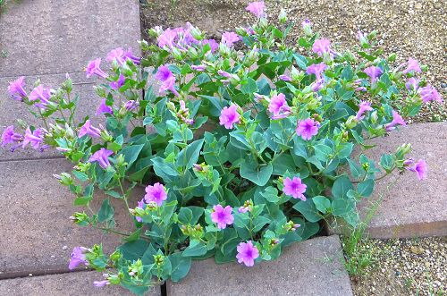 Mirabilis multiflora: Desert Four O'clock