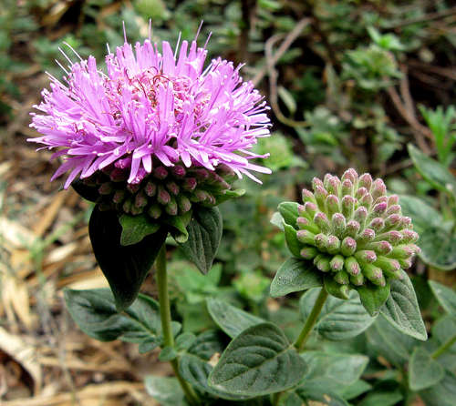 Monardella villosa flowers