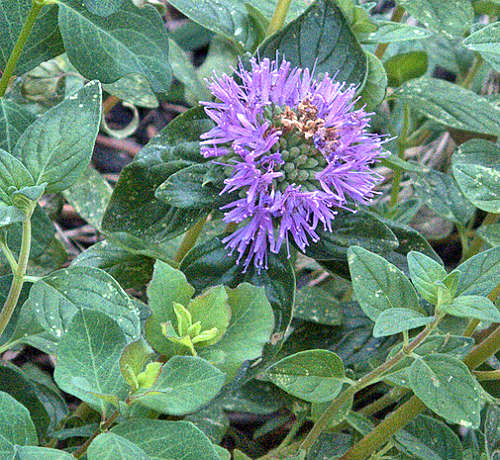 By John Rusk from Berkeley, CA, USA, CC by 2.0. httpscommons.wikimedia.org-index.phpcurid-59292698