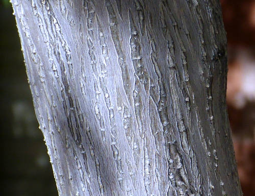 Moringa: Moringa oleifera