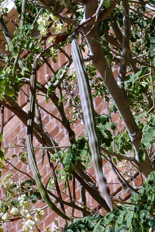 Moringa: Moringa oleifera - fruit