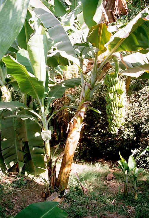 Luxor Banana Island Banana Tree Egypt