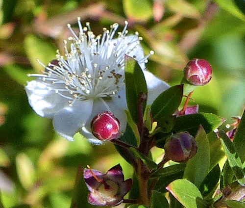 Myrtus communis: Myrtle - flower