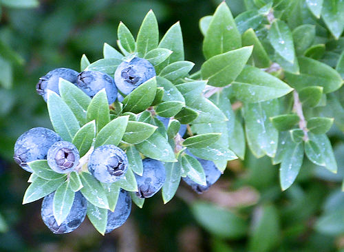 Myrtus communis: Myrtle - berries