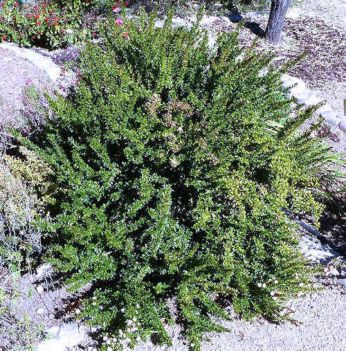 Myrtus communis: Myrtle