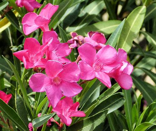 Nerium oleander: Oleander - red flowers
