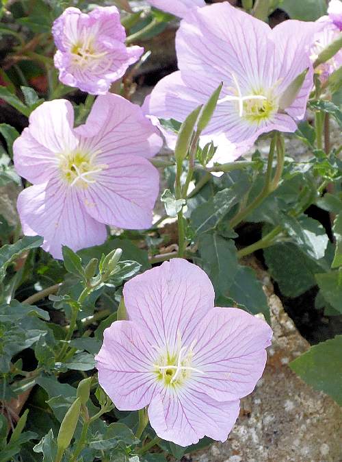 Oenothera speciosa: Evening Primrose - flowers
