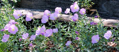 Oenothera speciosa: Evening Primrose