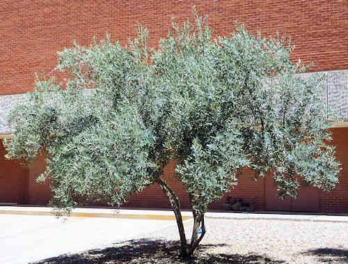 Olive: Olea europaea