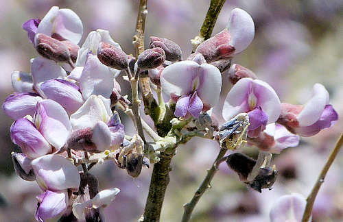Olneya tesota: Desert Ironwood - flowers