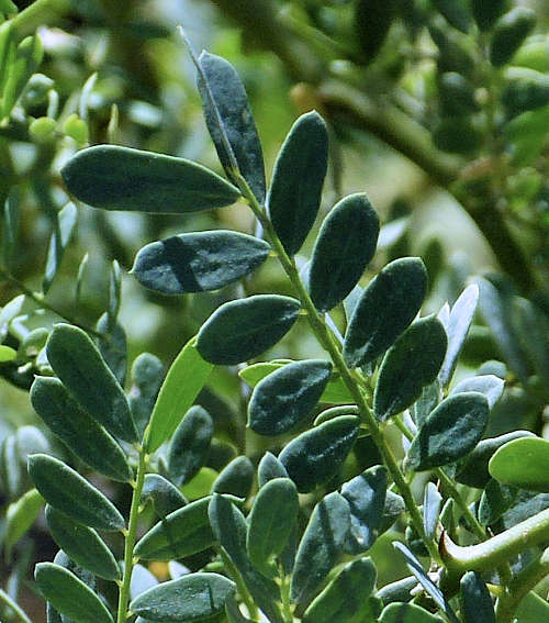 Olneya tesota: Desert Ironwood - leaves