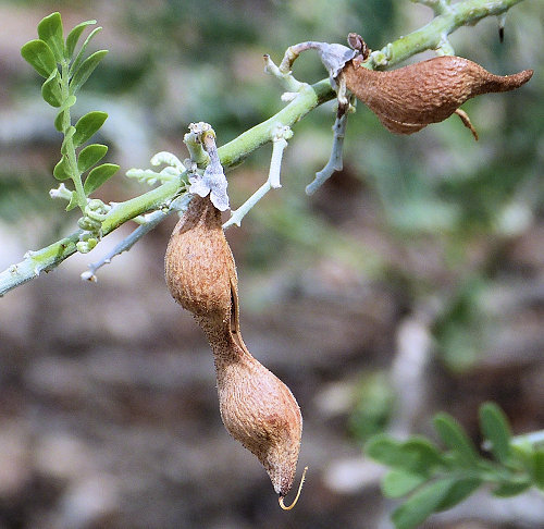 Olneya tesota: Desert Ironwood - seed pods