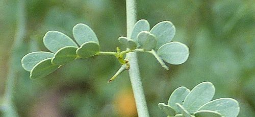 Parkinsonia florida: Blue Palo Verde - leaves