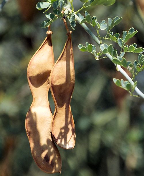 Parkinsonia florida: Blue Palo Verde - seed pod