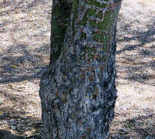 Parkinsonia florida: Blue Palo Verde - trunk