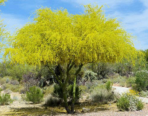 Parkinsonia florida: Blue Palo Verde tree in bloom