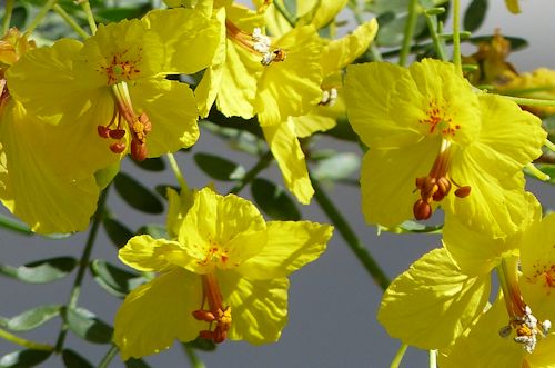 Parkinsonia x: 'Desert Museum' Palo Verde - flower