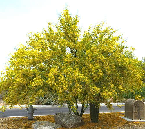 Parkinsonia x: 'Desert Museum': 'Desert Museum' Palo Verde tree