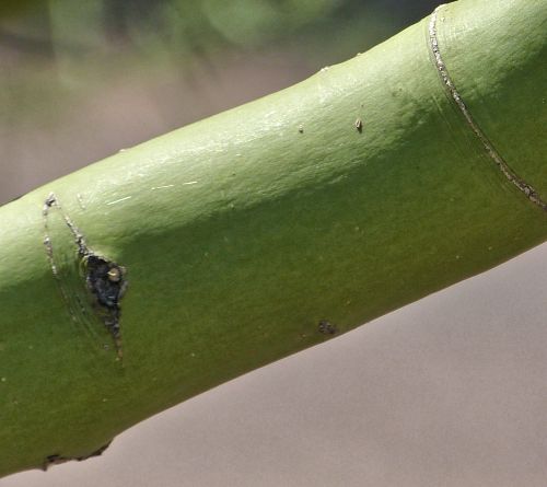 Parkinsonia microphylla: Yellow Palo Verde - bark